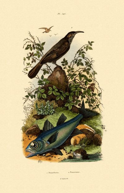 Scimitar Babbler by French School